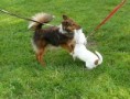 /album/zacatky-agility/agility-9-jpg/